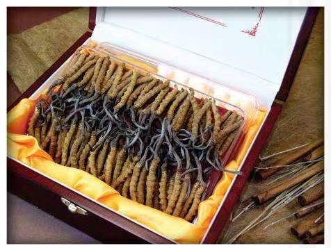 文昌冬虫夏草回收